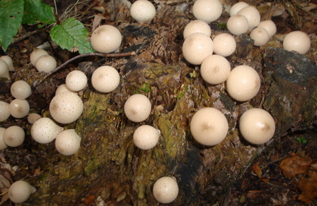 Birnenstäubling (Lycoperdon pyriforme) - © Bernard Wieser